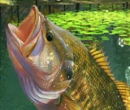 Рыбалка на Озере Зеленая Лагуна